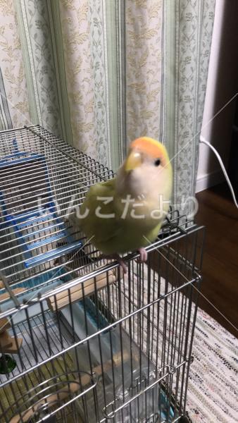 迷い鳥の写真