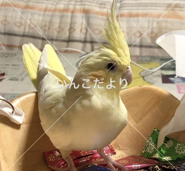 迷い鳥の写真