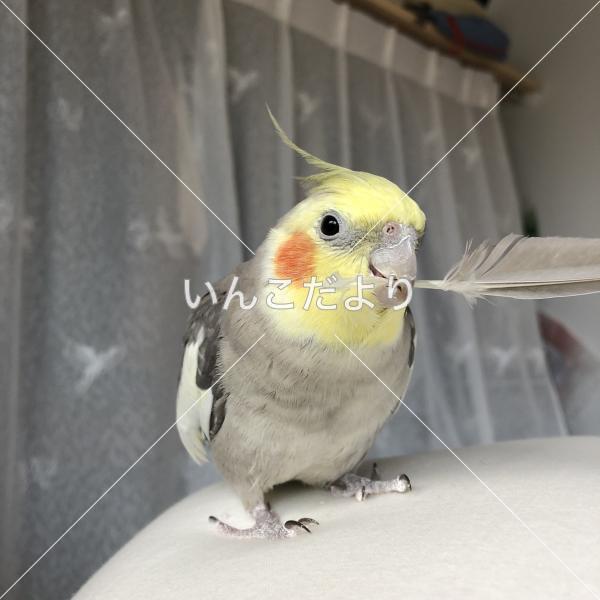 迷い鳥の写真