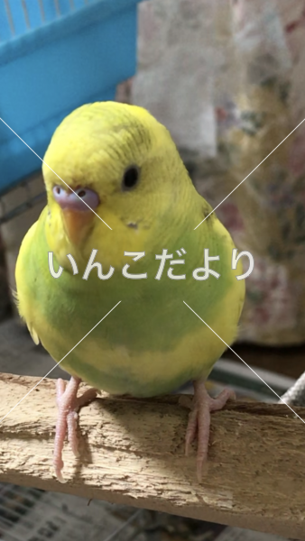 迷い鳥の写真