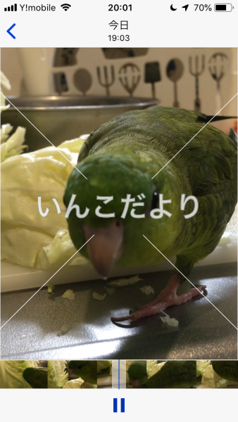 迷い鳥の写真