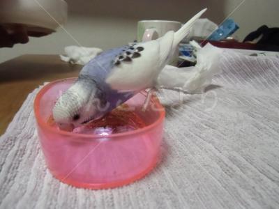 迷い鳥の写真
