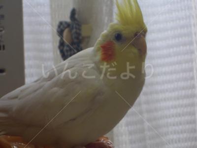 迷い鳥の写真