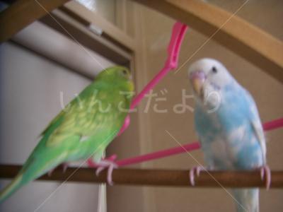 迷い鳥の写真