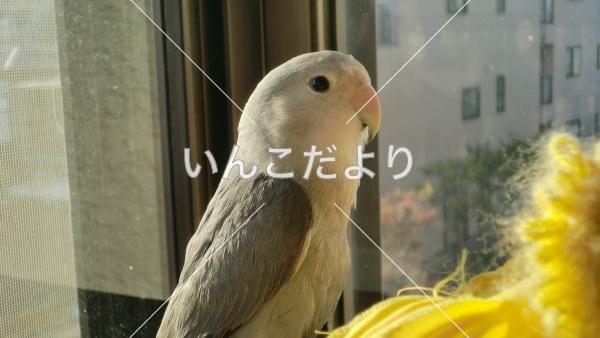 迷い鳥の写真