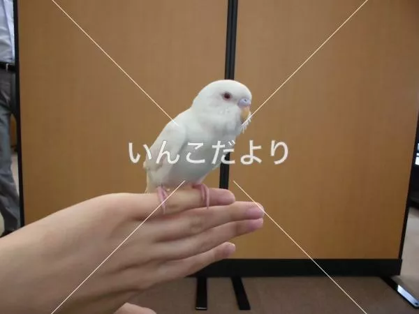 保護鳥の写真