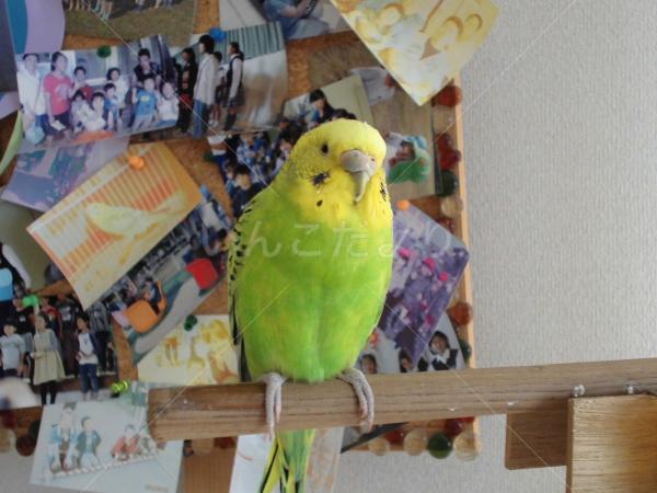 迷い鳥の写真