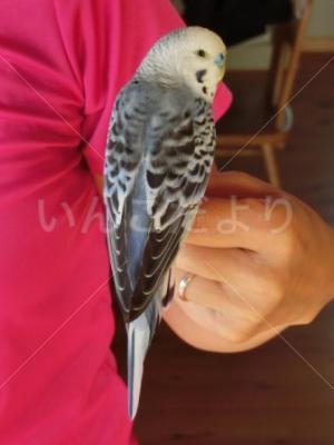保護鳥の写真