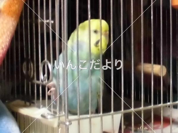 迷い鳥の写真