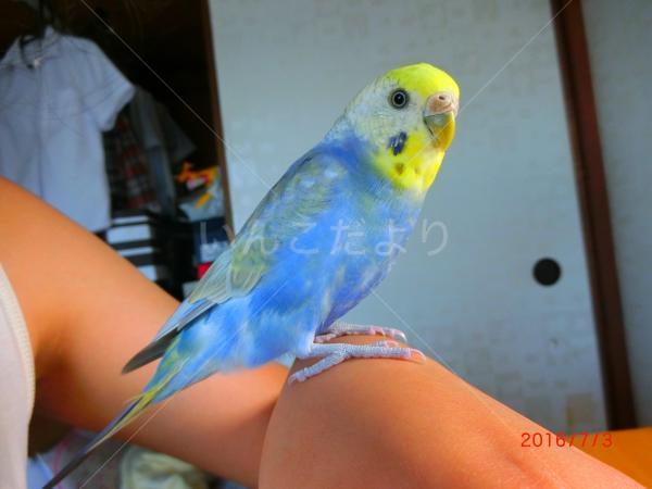 迷い鳥の写真