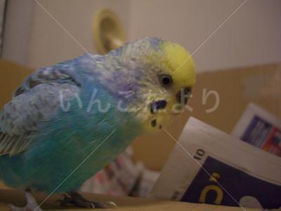 迷い鳥の写真