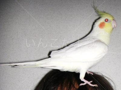 迷い鳥の写真