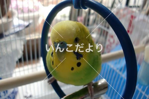 迷い鳥の写真