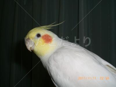 迷い鳥の写真