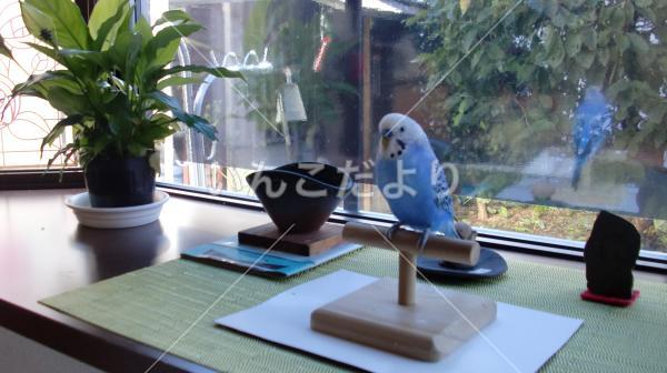 迷い鳥の写真