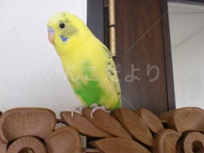 迷い鳥の写真