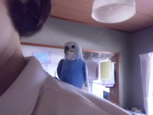 保護鳥の写真