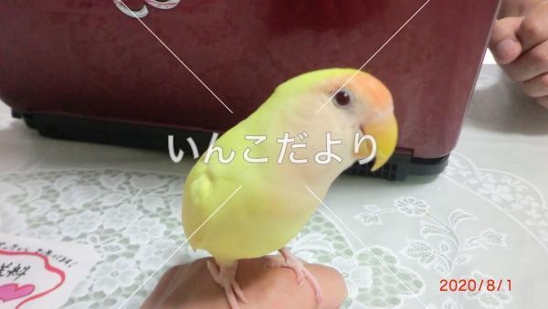 迷い鳥の写真
