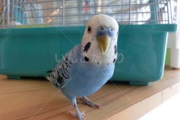 保護鳥の写真