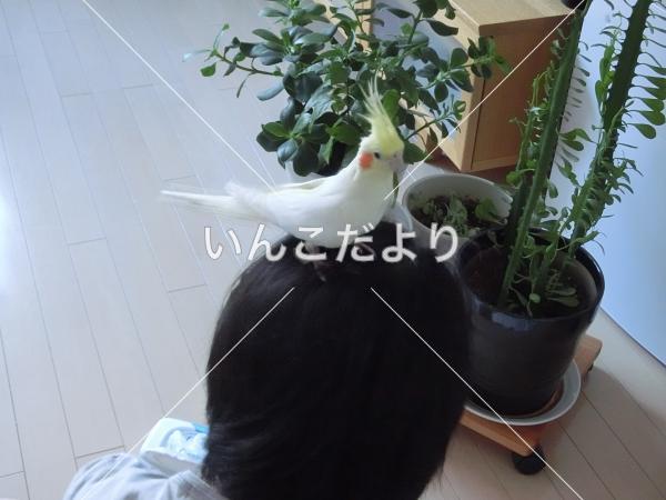 迷い鳥の写真