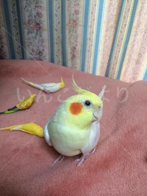 迷い鳥の写真