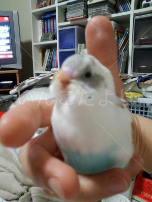 迷い鳥の写真