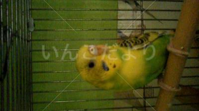 保護鳥の写真