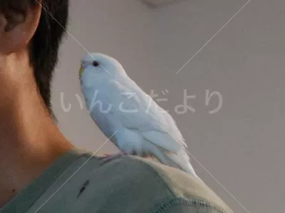 迷い鳥の写真