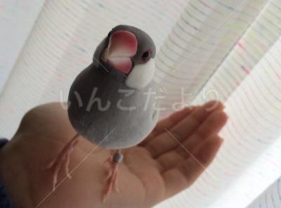 迷い鳥の写真