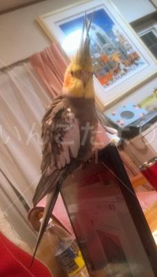 迷い鳥の写真