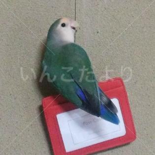 迷い鳥の写真