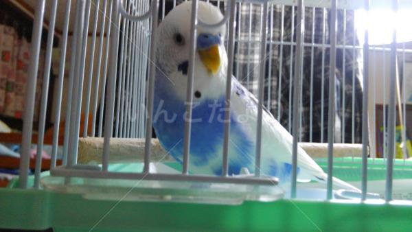 迷い鳥の写真