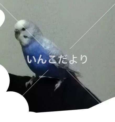 迷い鳥の写真