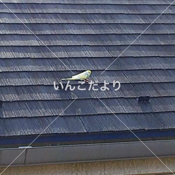 迷い鳥の写真