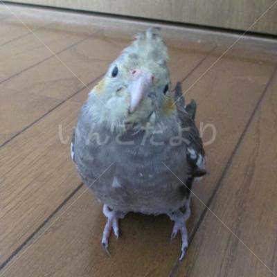 迷い鳥の写真