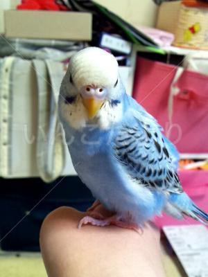迷い鳥の写真