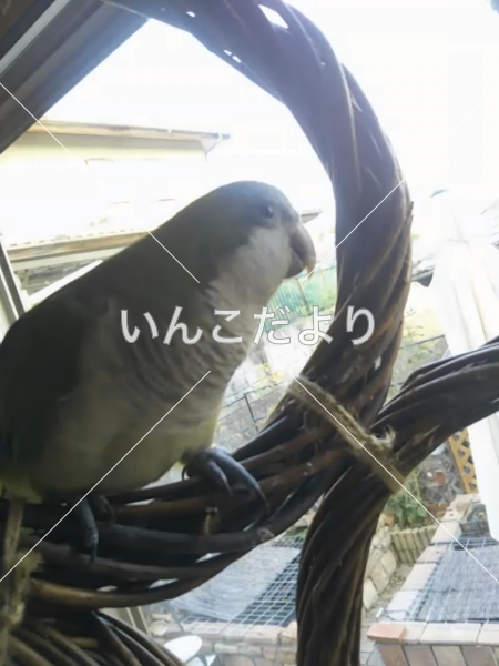 迷い鳥の写真