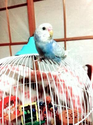 迷い鳥の写真