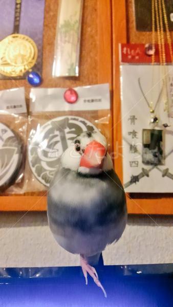 迷い鳥の写真