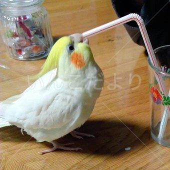 迷い鳥の写真