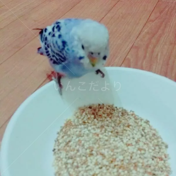 保護鳥の写真