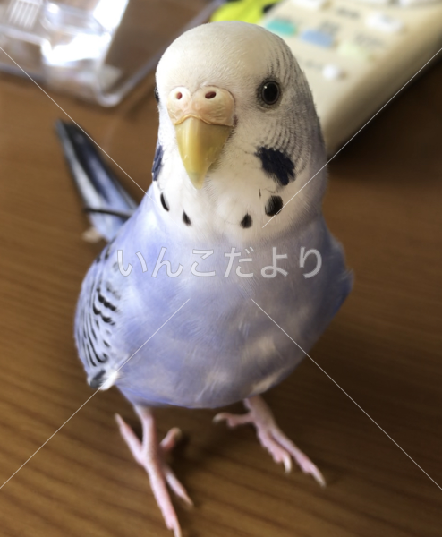迷い鳥の写真