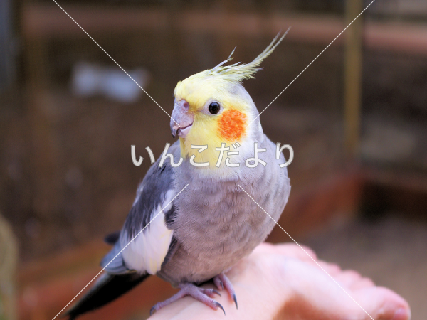 迷い鳥の写真