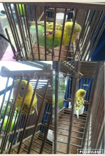 保護鳥の写真