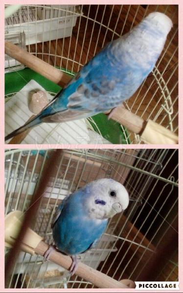 保護鳥の写真