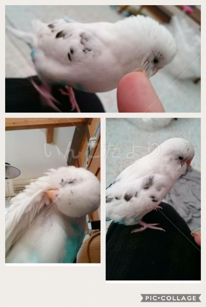 迷い鳥の写真