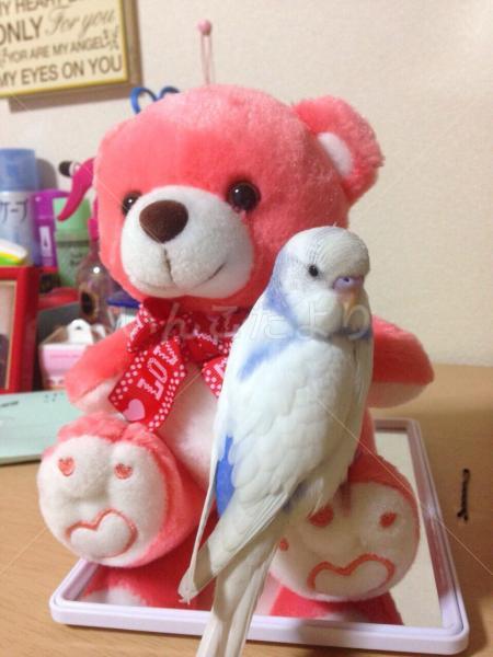 迷い鳥の写真