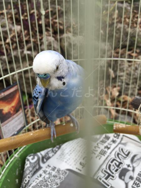 迷い鳥の写真