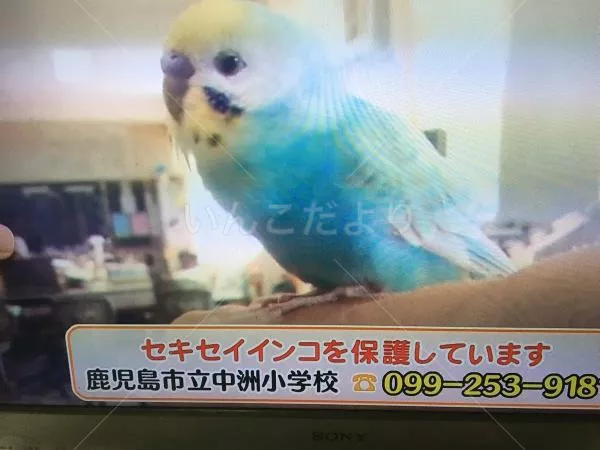 保護鳥の写真