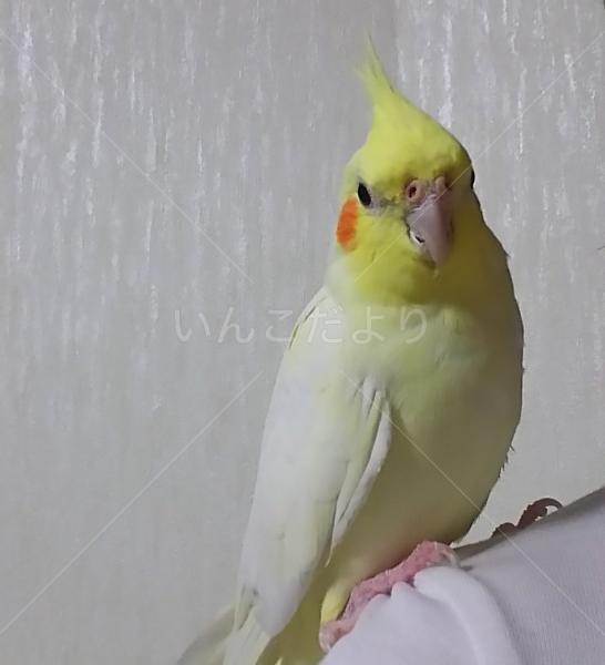 迷い鳥の写真